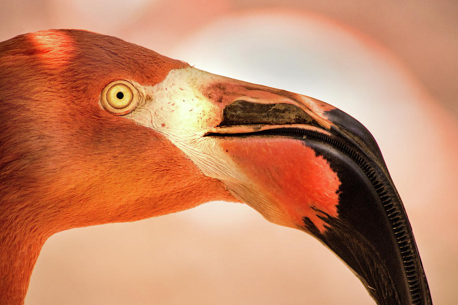 Another Profile of a Flamingo Photograph by Don Johnson
