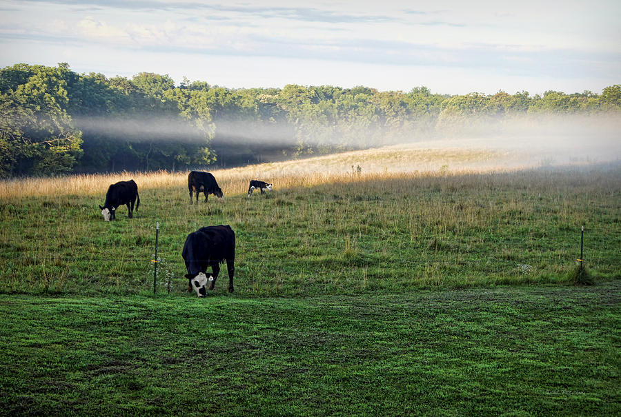 Cow Photograph - Another Quiet Morning by Cricket Hackmann