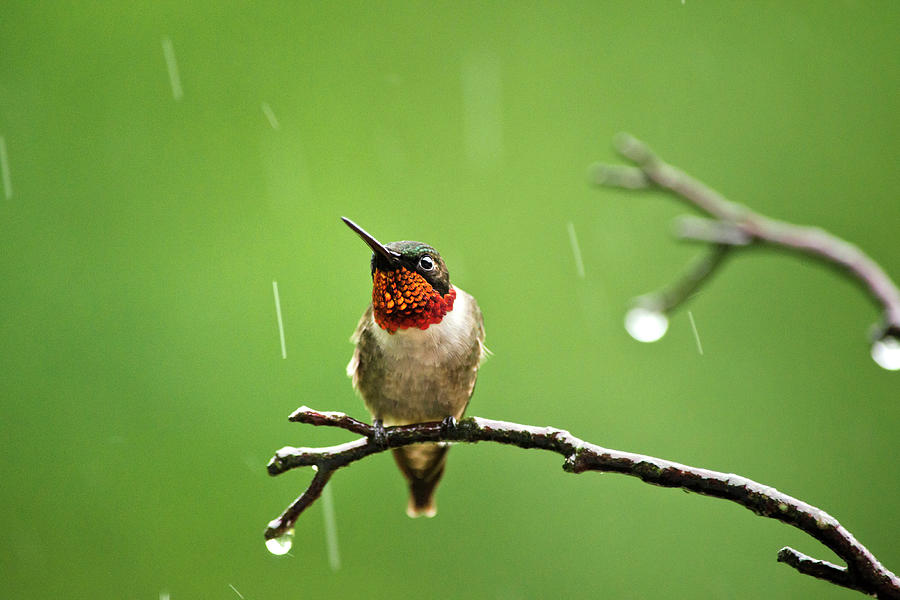 Another Rainy Day Hummingbird Photograph by Christina Rollo