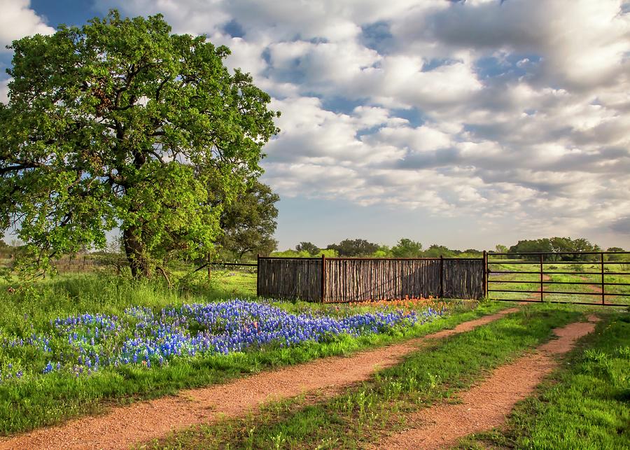Texas Bluebonnet Ranch Road Photograph by Harriet Feagin