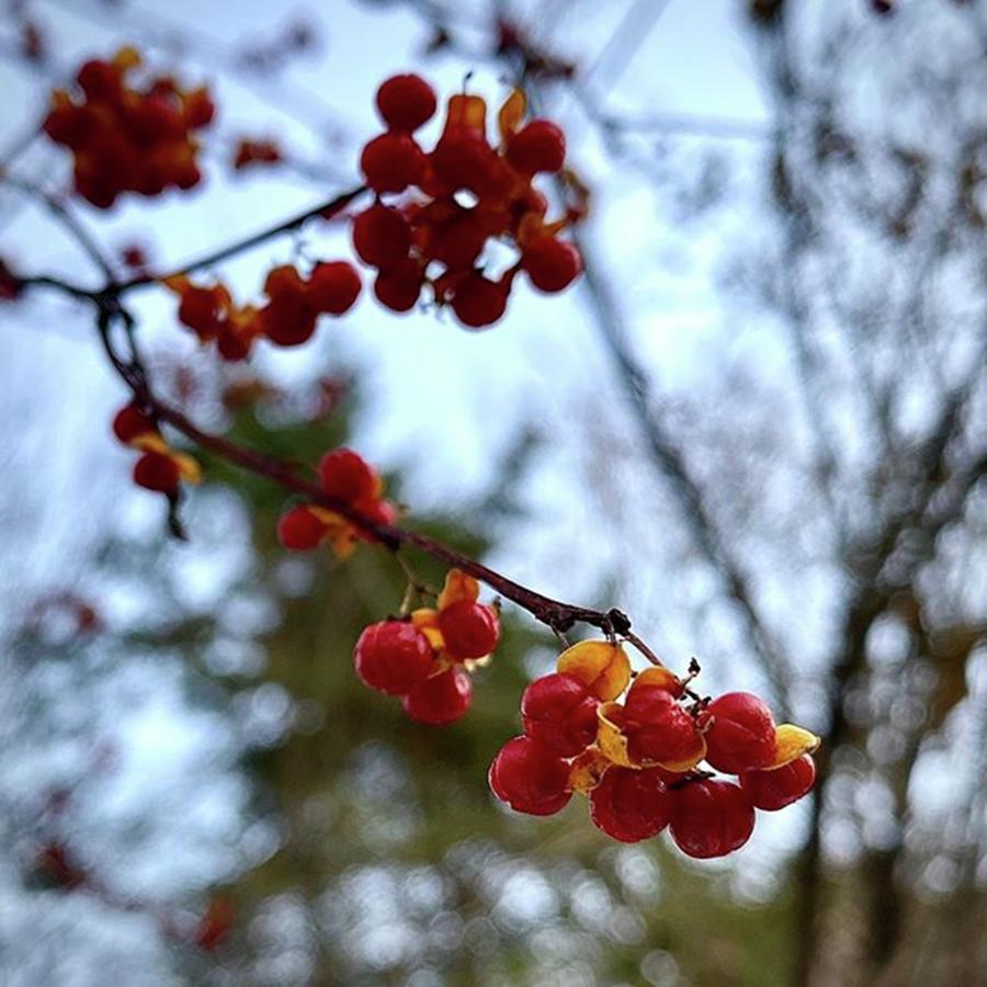 Berries Photograph - Another Relatively Warm Day And Time To by Jori Reijonen