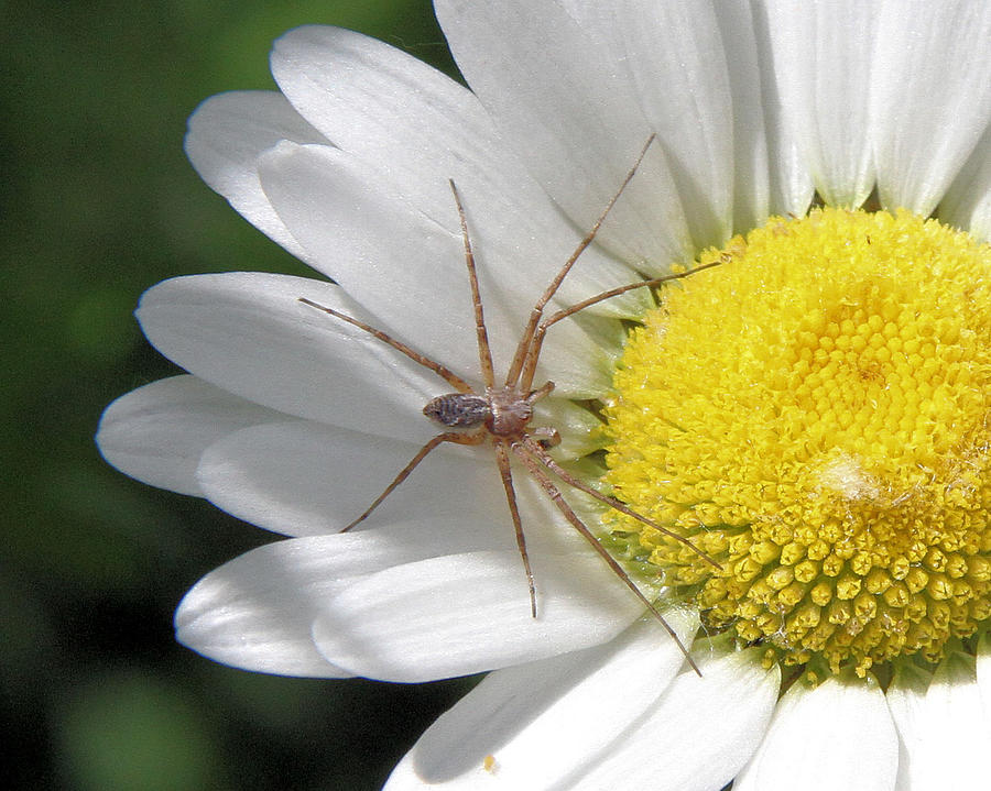 Another Spider on a Daisy Photograph by Doris Potter