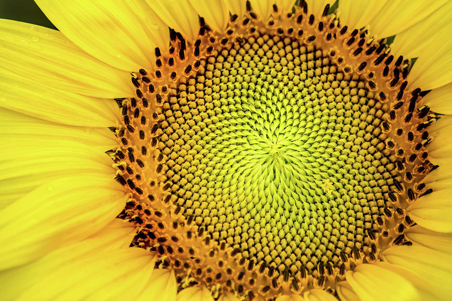 Another Sunflower Macro Photograph by Don Johnson