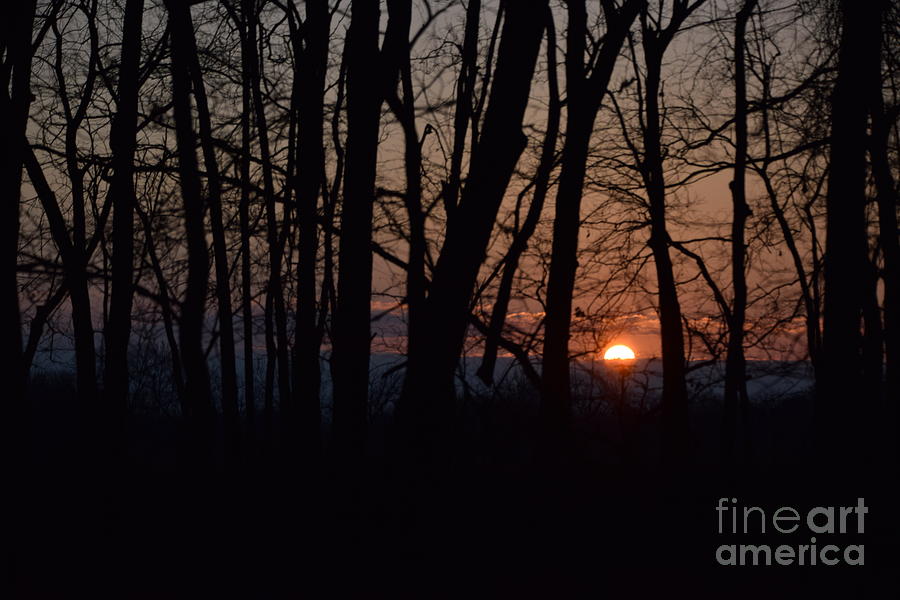 Nature Photograph - Another Sunrise in the Woods by Mark McReynolds