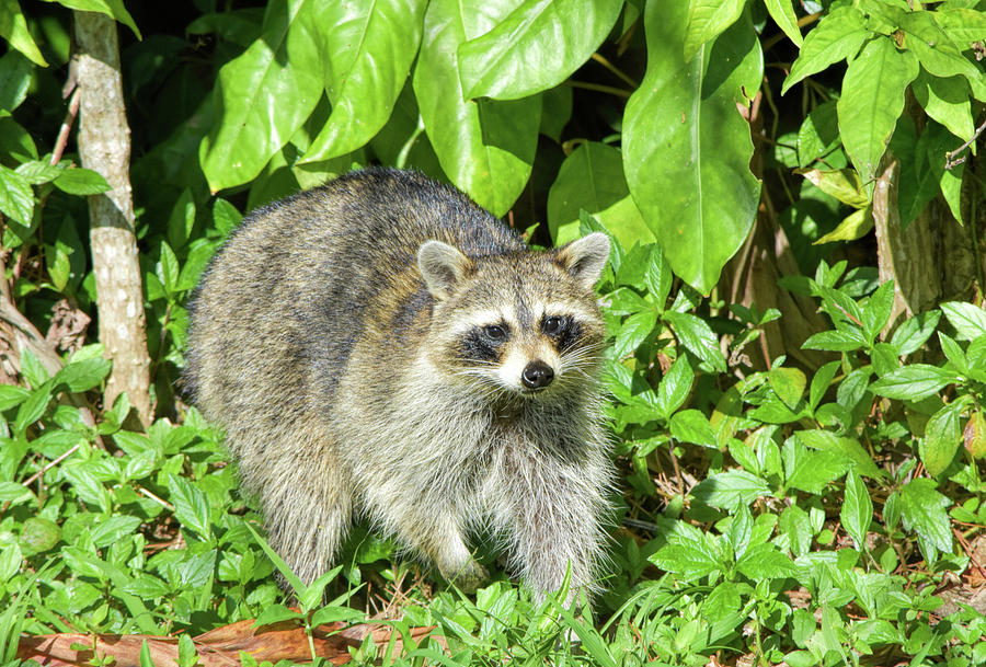 Another Surprised Raccoon Photograph by William Tasker - Fine Art America