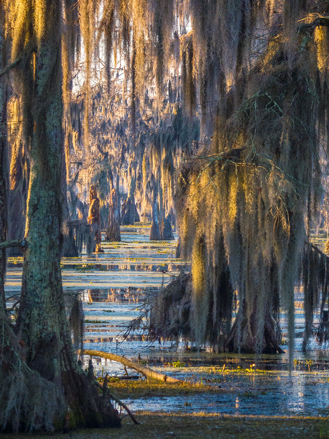Swamp Curtains In February 2 Photograph by Kimo Fernandez
