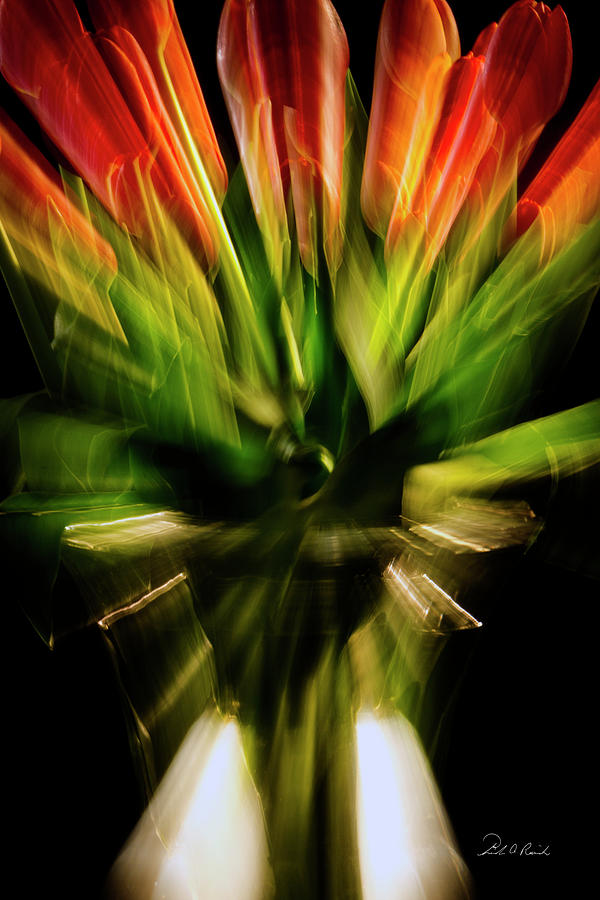 Another Tulip Explosion Photograph by Frederic A Reinecke