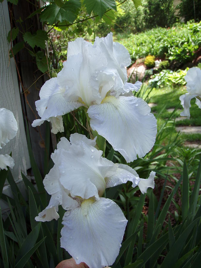 Another White Iris Photograph by Tim Donovan