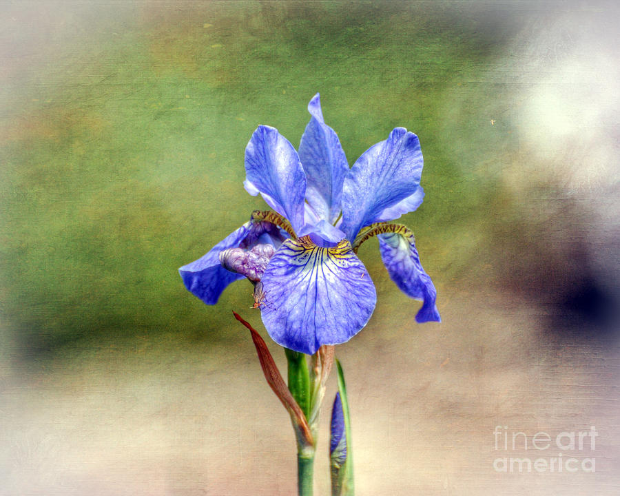 Iris Photograph - Another Word for Rainbow by Kerri Farley
