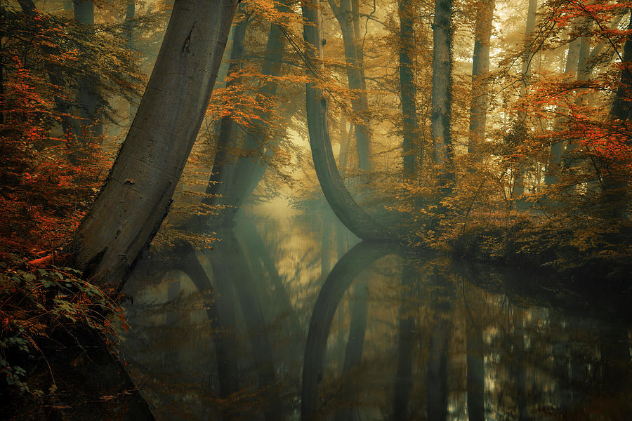 Tree Photograph - Another World by Martin Podt