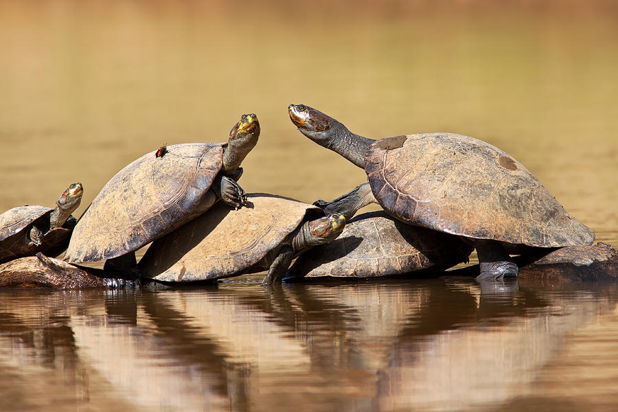 Yellow-spotted Amazon River Turtles on Log Photograph by Aivar Mikko