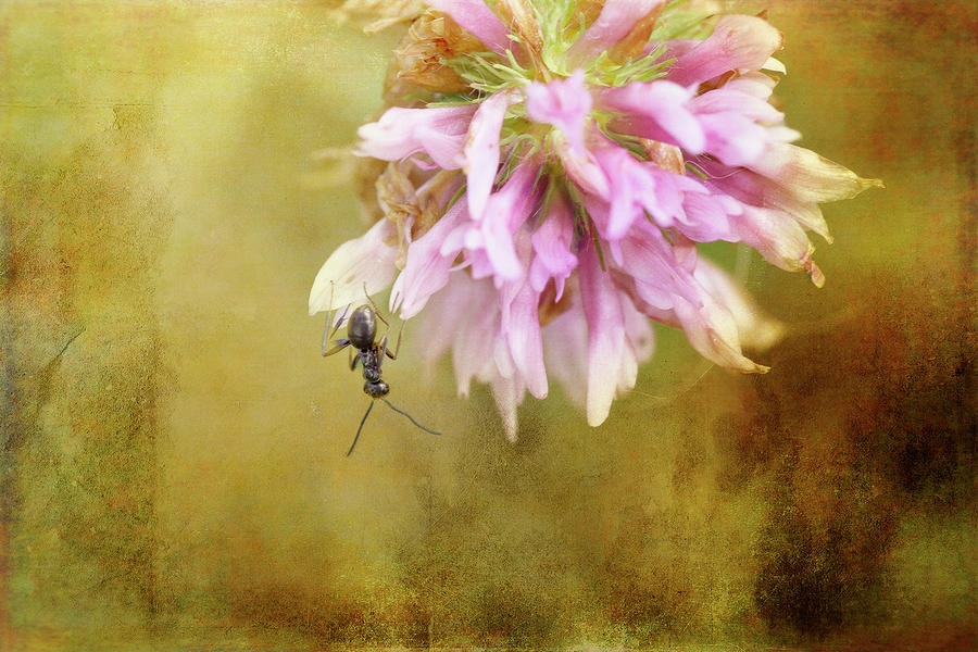Ant Photograph - Ant Acrobatics by Sue Capuano