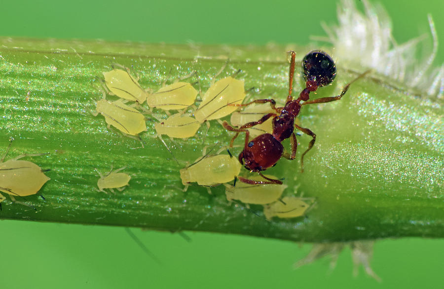 Ant and Aphids Photograph by Larah McElroy
