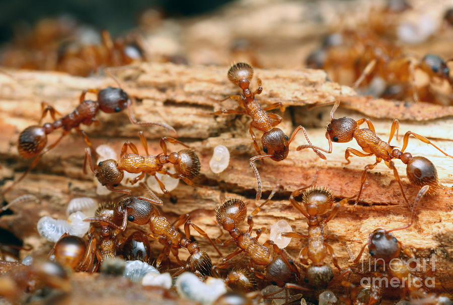 Ant Colony With Larvae Photograph by Matthias Lenke