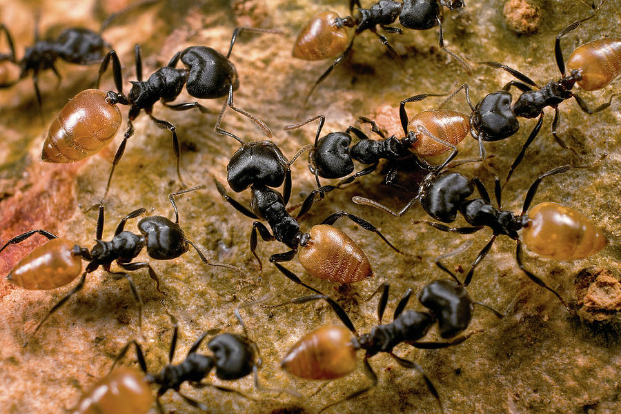 Ant Crematogaster Sp Group Photograph by Mark Moffett