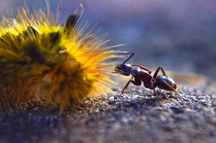 Ant Encounter Photograph by Adria Trail