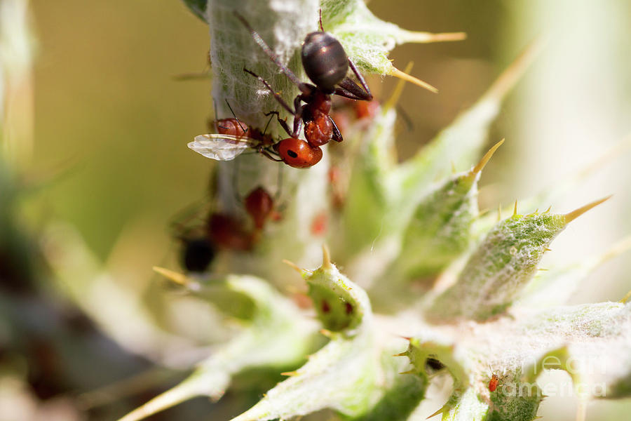 Ant Farming Photograph by Steve Triplett