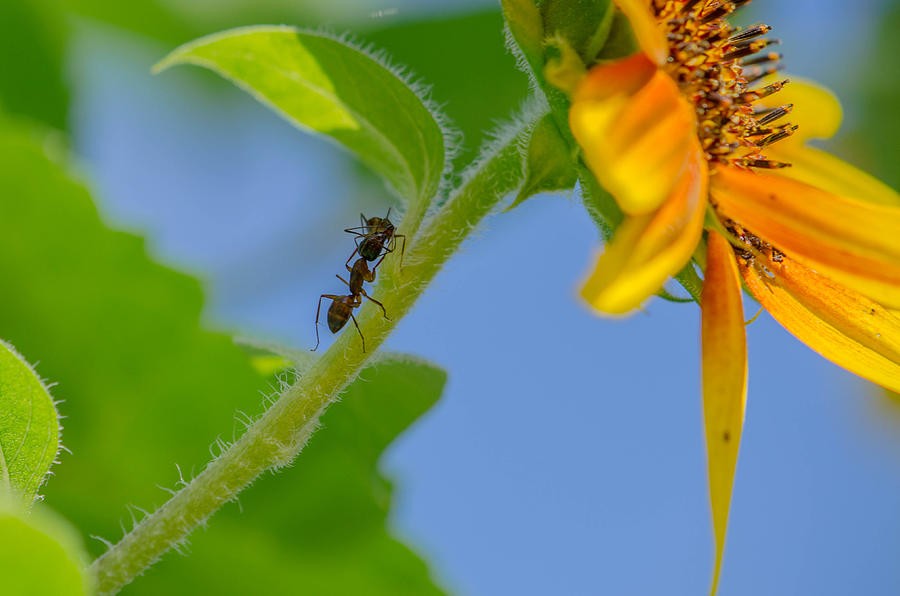 Sunflower Photograph - Ant Fight by Linda Howes