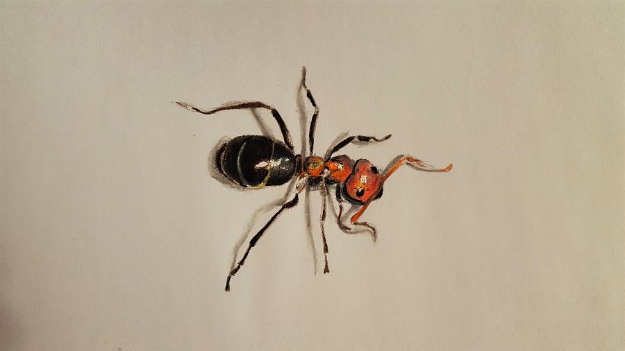 Graphite drawing of an Ant — Hive