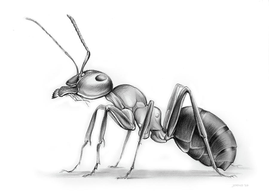 Ant Drawing by Greg Joens