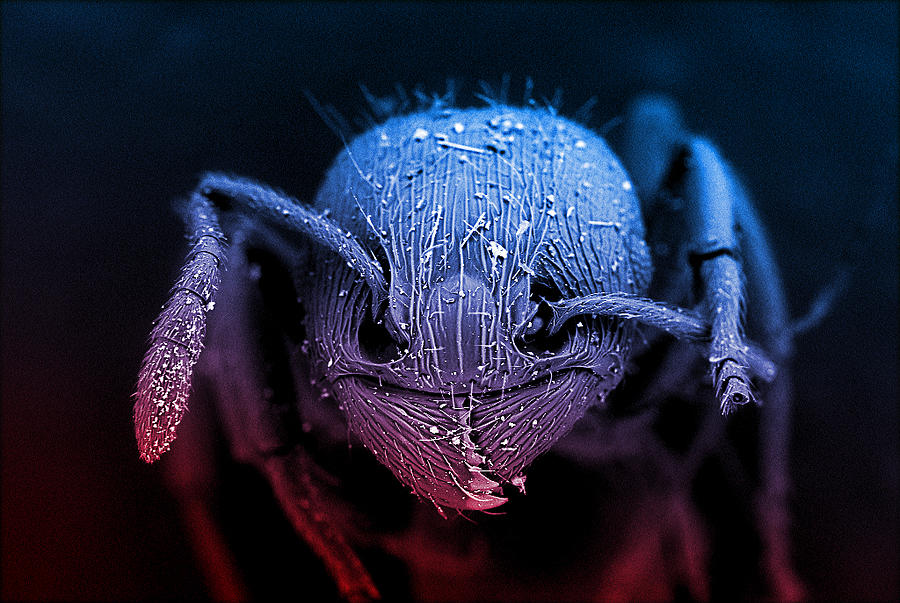 Ant Photograph - Ant Head by Dynamic DNA Laboratories