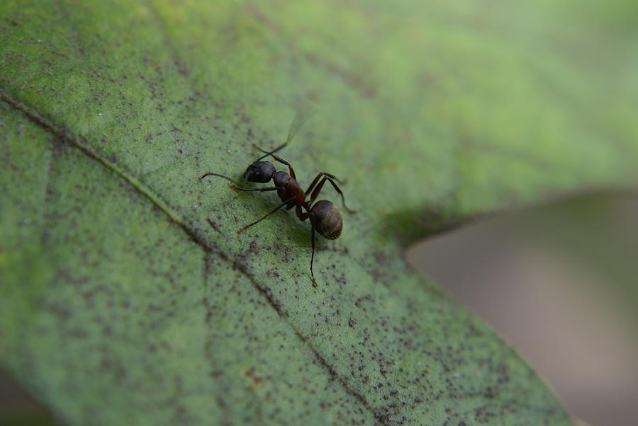 Nature Photograph - Ant by Heidi Poulin