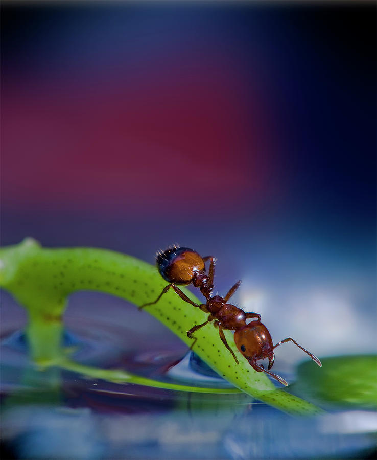 Ant Photograph - Ant in a colorful world by Bob Rasulev