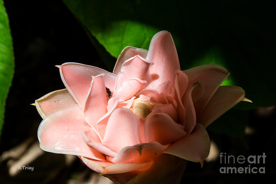 The Lotus Flower Bee Intruder Photograph by Rene Triay FineArt Photos