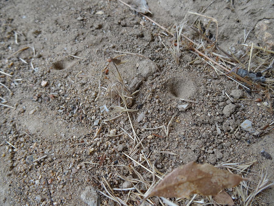 Ant Lion pits Photograph by Jim Taylor