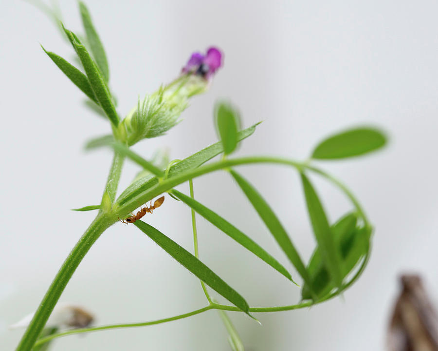 Ant on Flower Stem Photograph by Valerie Cason