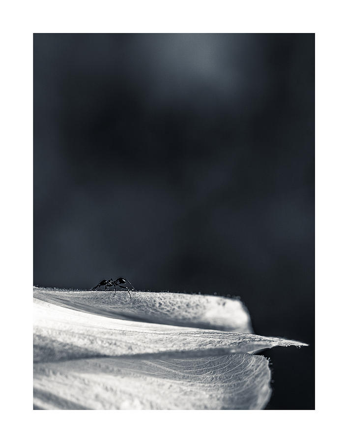 Black And White Photograph - Ant on my Macro by Isabel Laurent