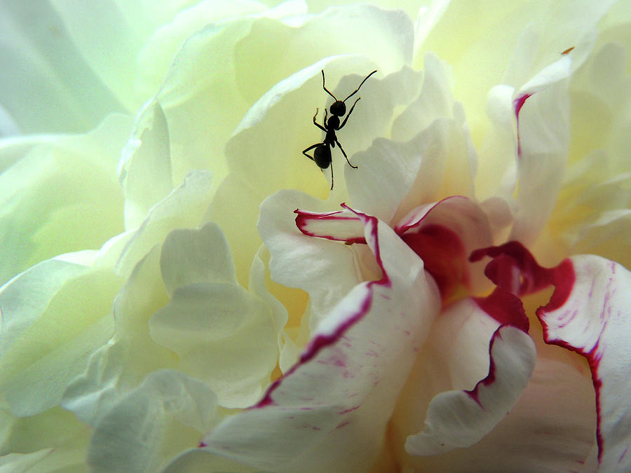 Ant on Peonie Photograph by Nancy Griswold