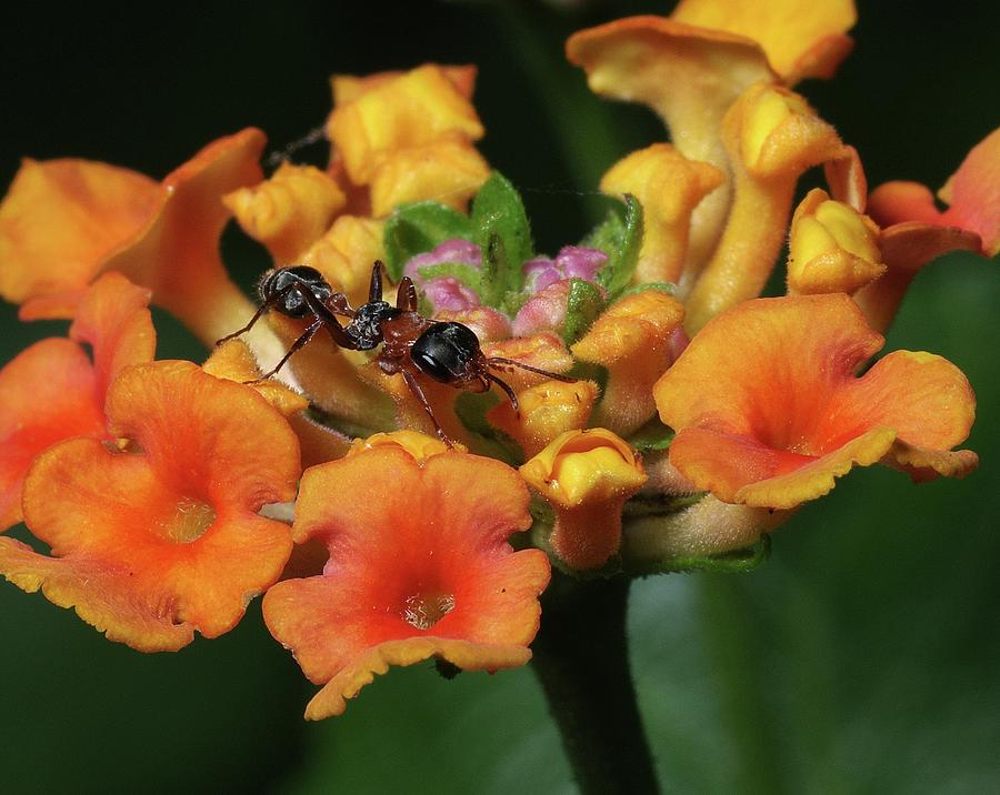 Ant on Plant  Photograph by Richard Rizzo