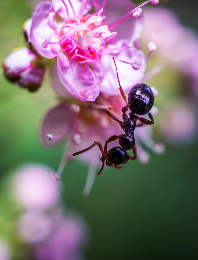 Ant on the pink flower Photograph by Lilia D