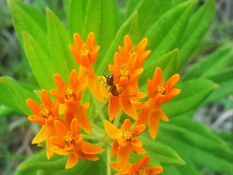 Ant On Wild Flower Photograph