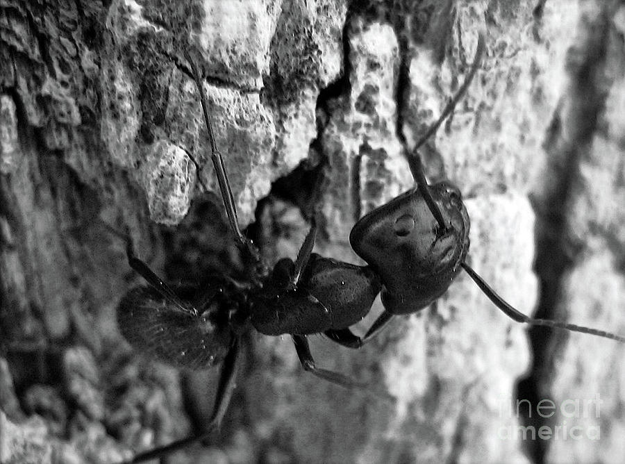 Ant Photograph by Savannah Gibbs