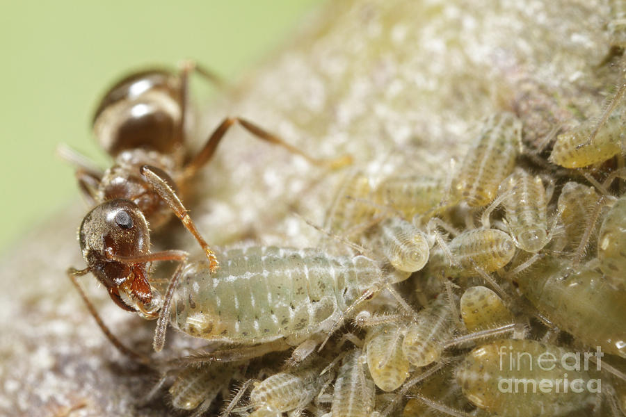 Ant With Aphids Photograph by Dr. Antje Schulte