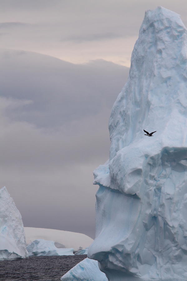 Antarctic Flight Photograph by Bruce J Robinson