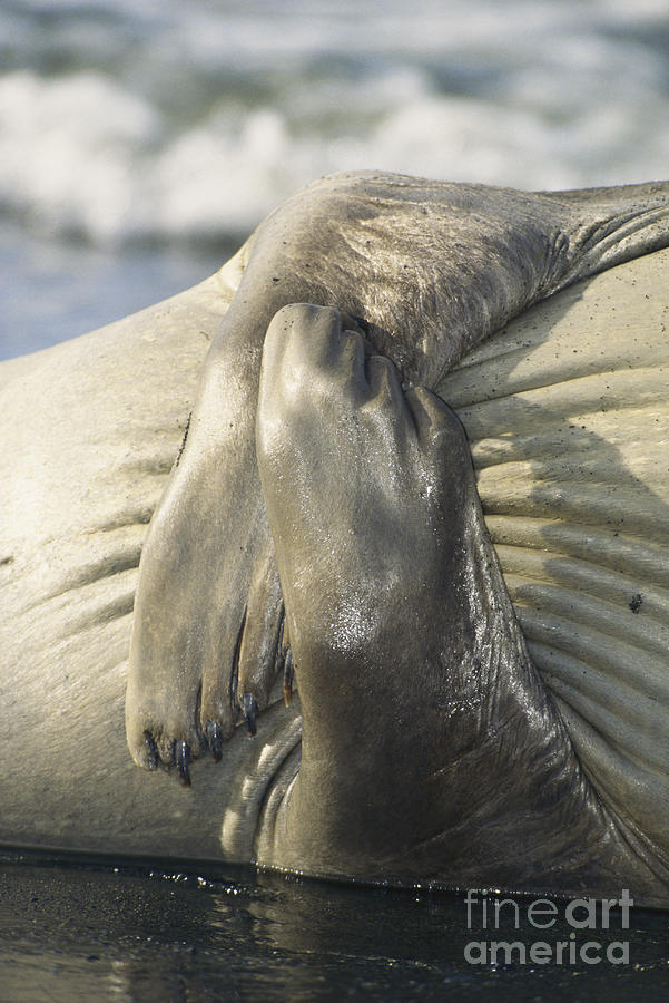 Antarctic Fur Seal Flippers Photograph by George D. Lepp