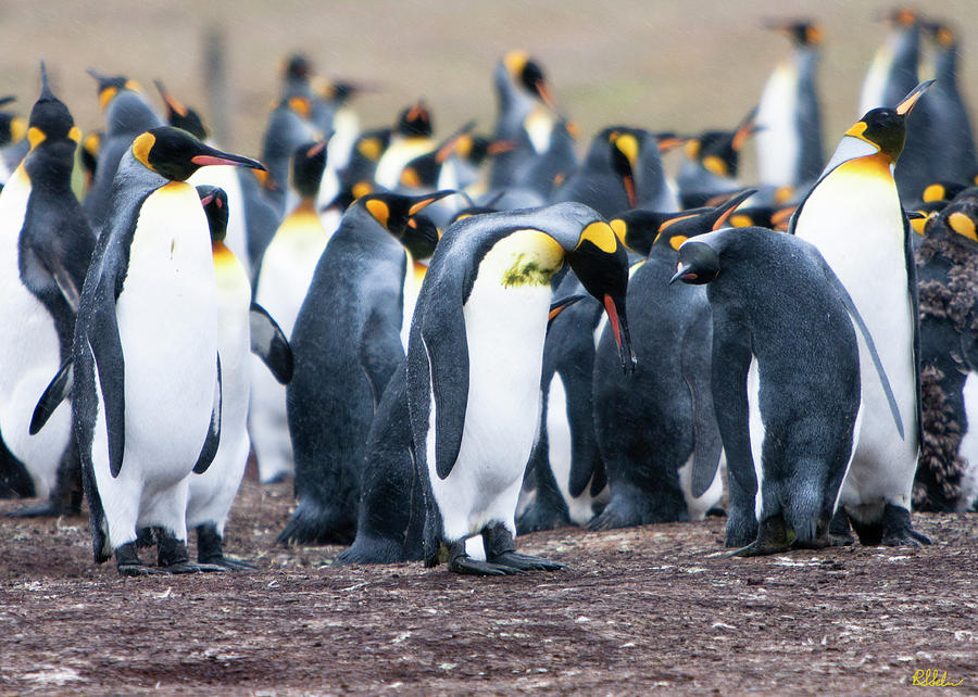 Antarctic King Penguin Rookery Photograph by Robert Selin | Fine Art ...