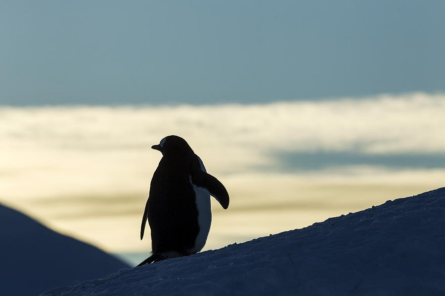 Antarctica, Anvers Island, Silhouette Photograph by Paul Souders