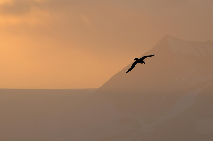 Antarctica Fire Photograph by Terese Loeb Kreuzer Fine Art America