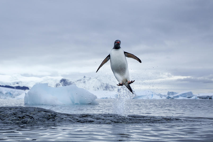 Nature Photograph - Antarctica, Gentoo Penguins Pygoscelis by Paul Souders