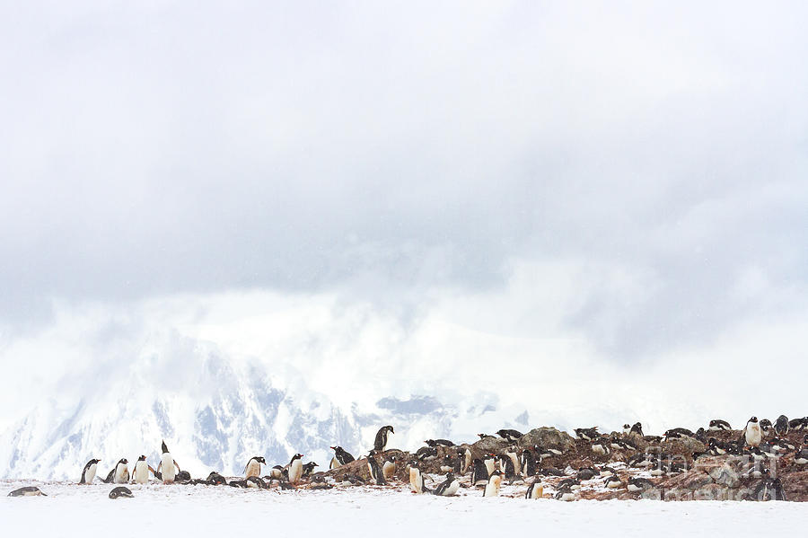 Antarctica penguin rookery Photograph by Karen Foley
