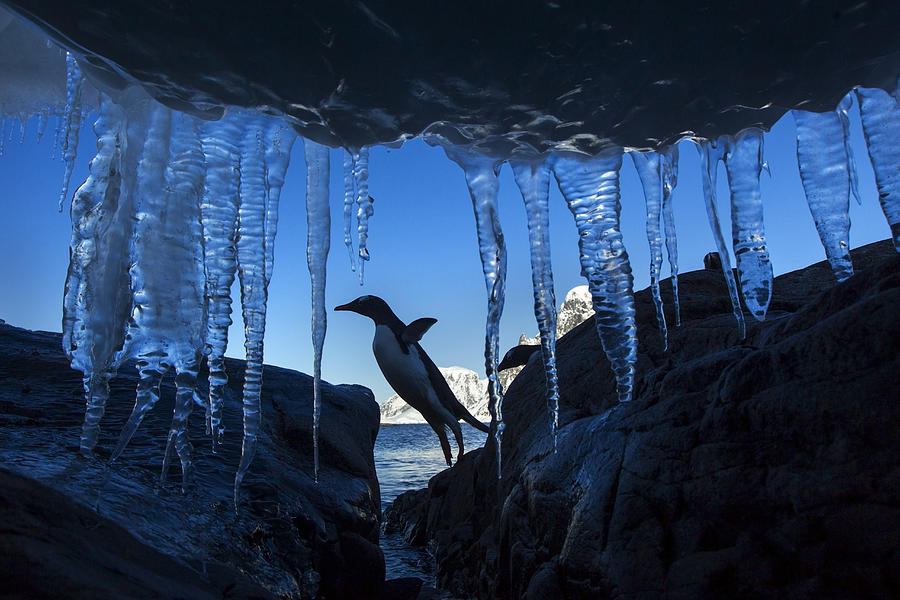 Nature Photograph - Antarctica, Petermann Island, Gentoo by Paul Souders
