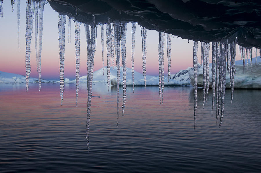 Antarctica, Petermann Island, Icicles Photograph by Paul Souders