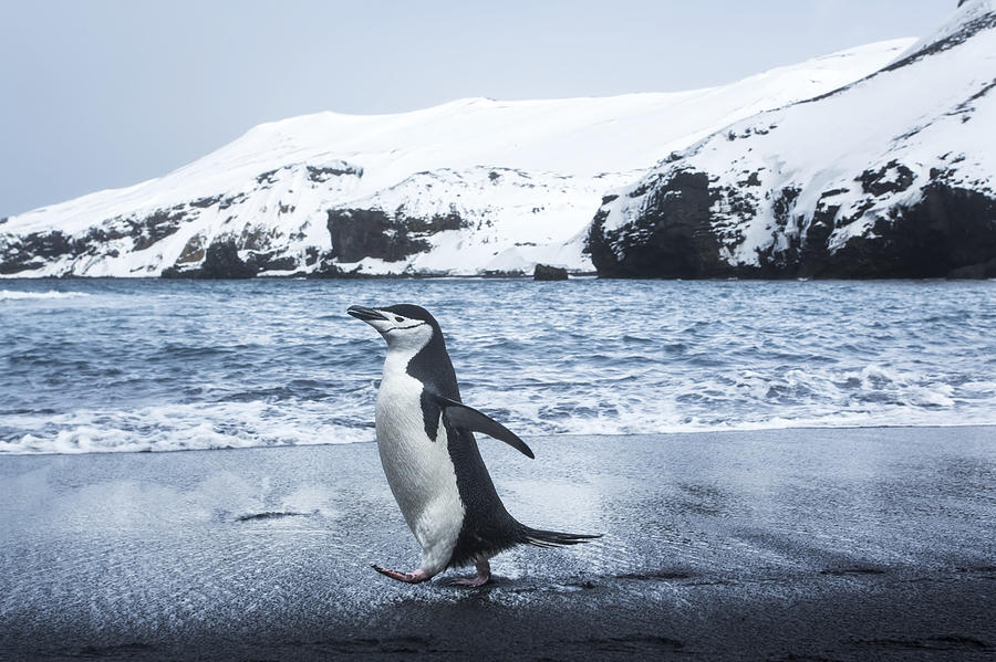 Antarctica, South Shetland Islands Photograph by Paul Souders