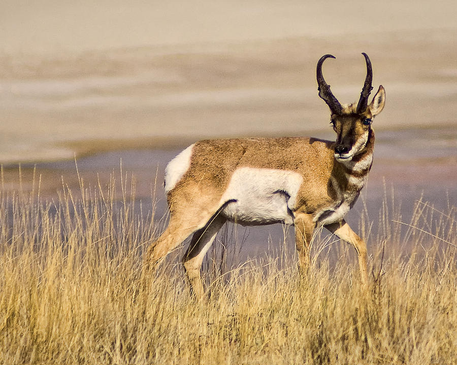 Antelope Island Pronghorn Photograph by Priscilla Burgers