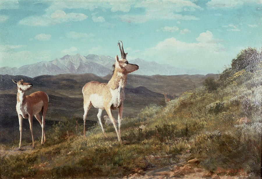 Animal Painting - Antelope by Albert Bierstadt