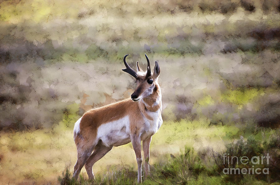 Yellowstone National Park Photograph - Antelope Art by Wildlife Fine Art